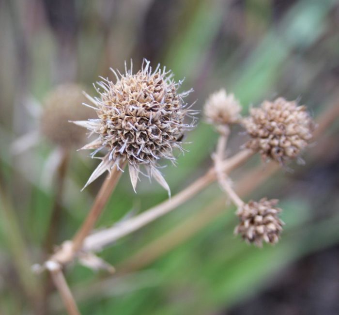 Unseasonable Weather Causing Spring In Autumn (and how you can help) good fronds