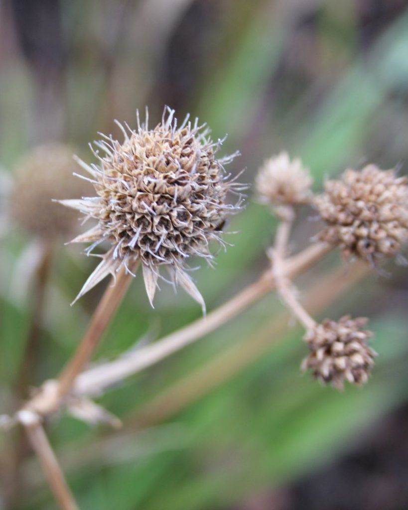 Unseasonable Weather Causing Spring In Autumn (and how you can help) good fronds