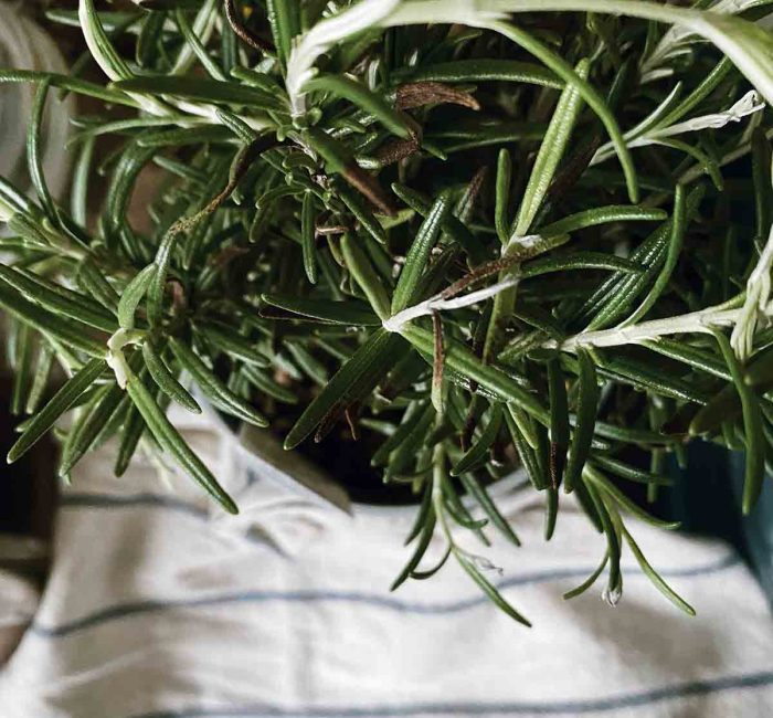 rosemary-essential-oils-good-fronds