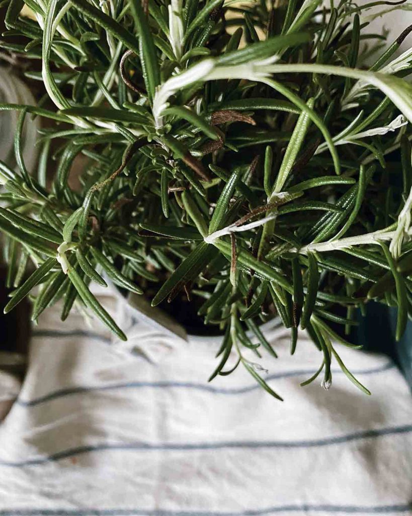rosemary-essential-oils-good-fronds