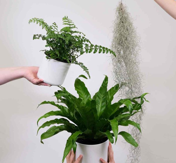 houseplants-for-your-bathroomhouseplants-for-your-bathroom
