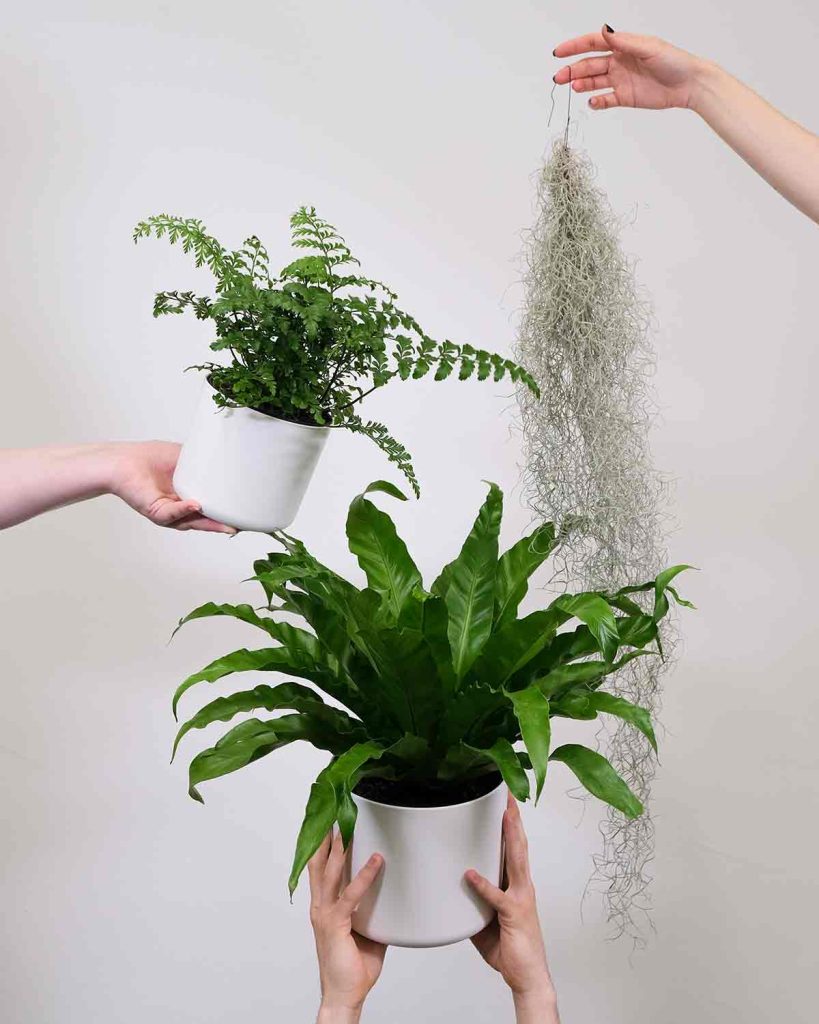 houseplants-for-your-bathroomhouseplants-for-your-bathroom