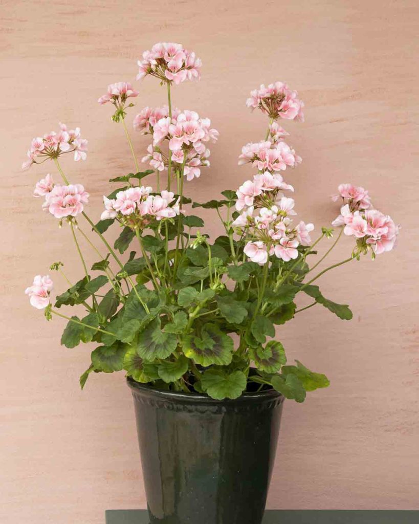 pelargonium--garden-good-fronds