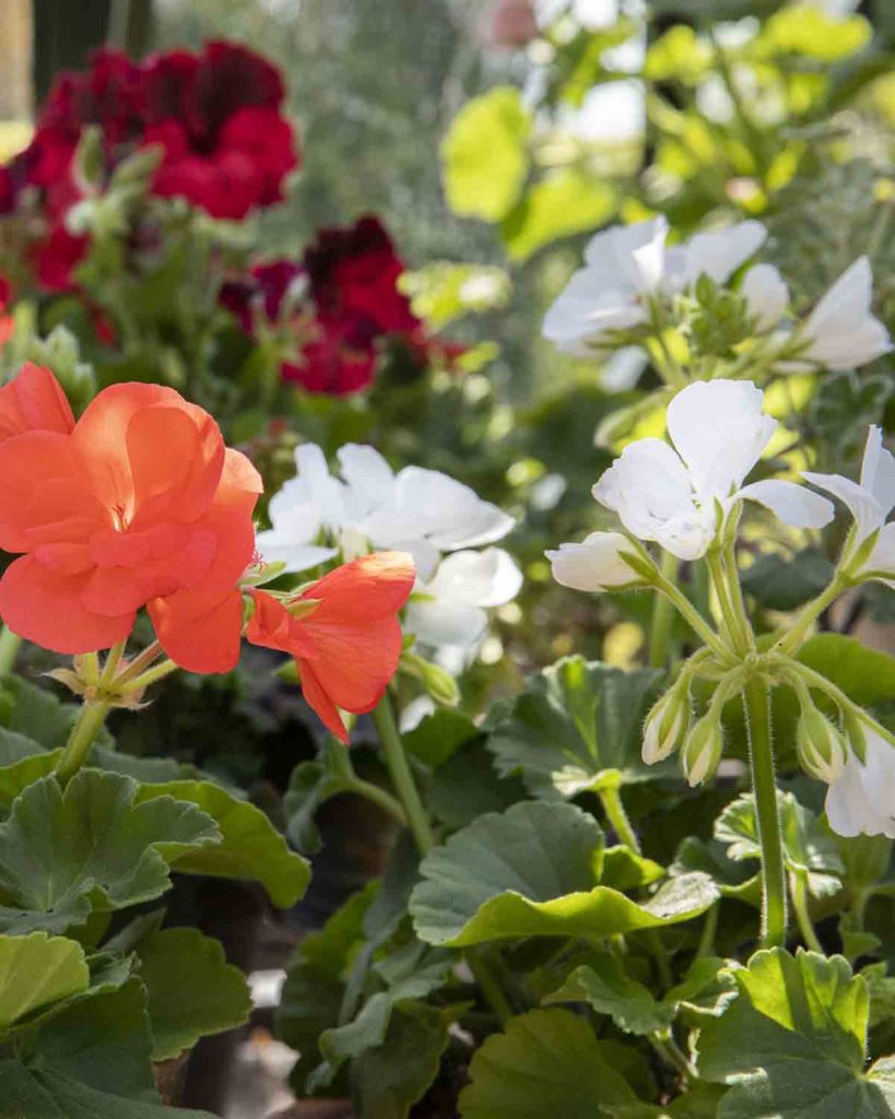 pelargoniums-good-fronds-garden