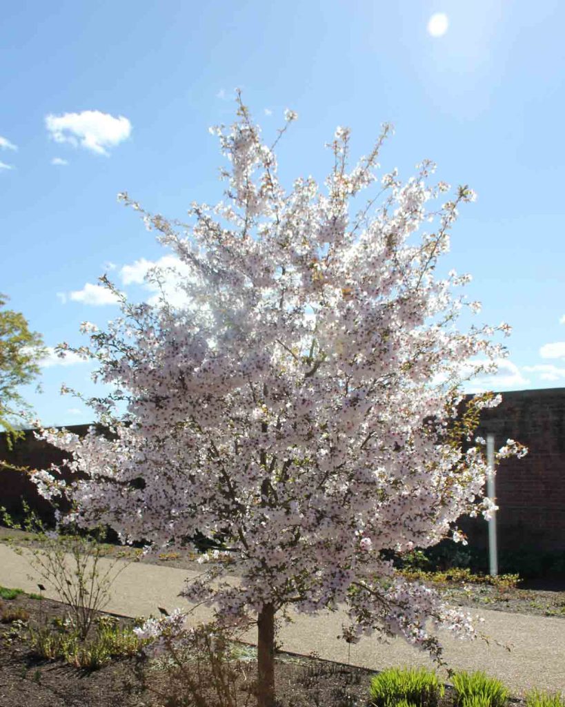 rhs-bridgewater--blossom-tree