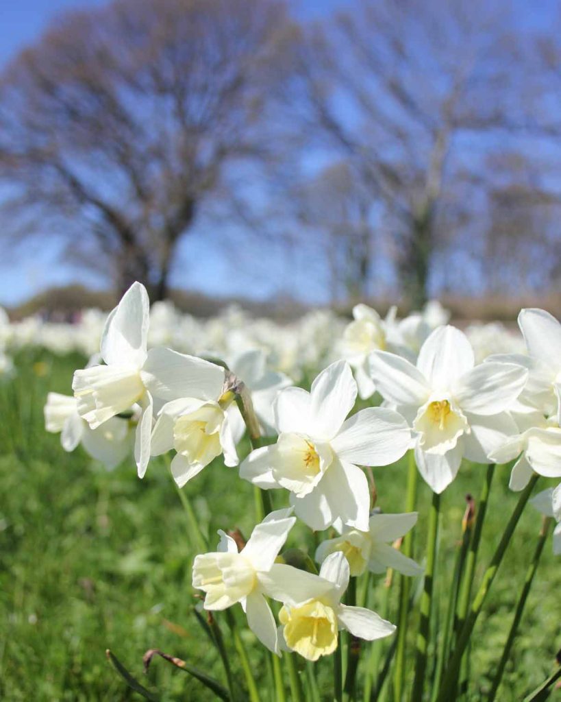 rhs-bridgewater--daffodils