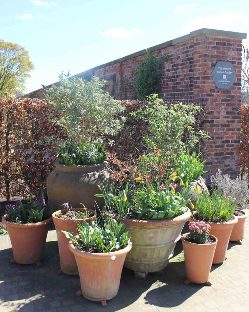 rhs-bridgewater-garden-spring pots