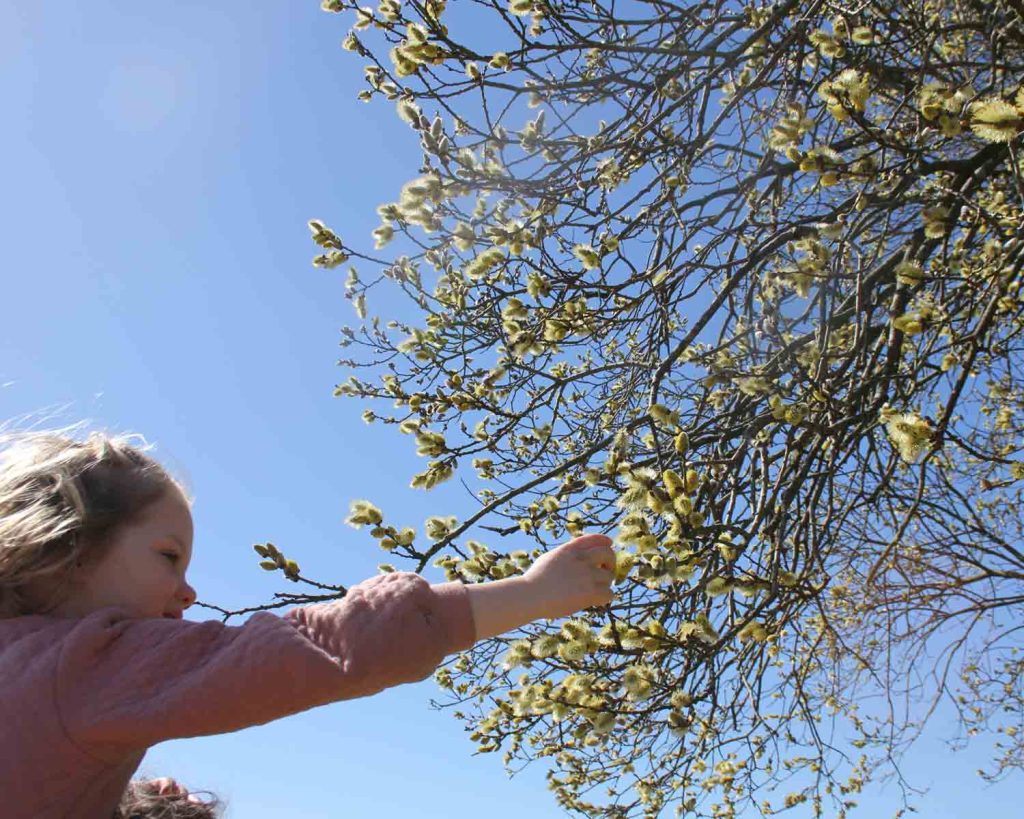 rhs-bridgewater--spring-catkins