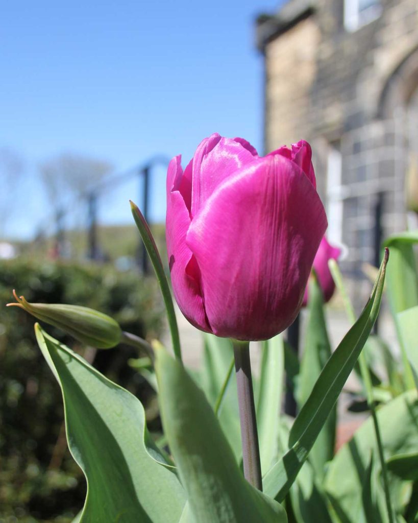 rhs-bridgewater-tulip-good-fornds