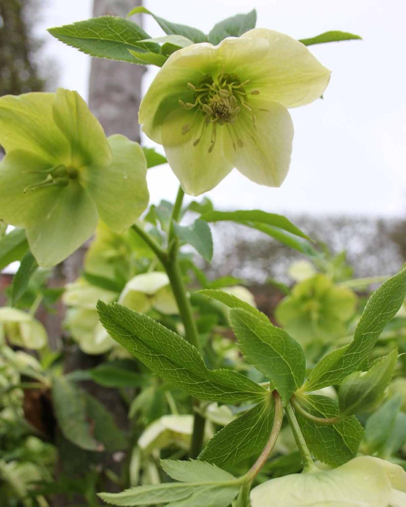 the-alnwick-garden-flowers