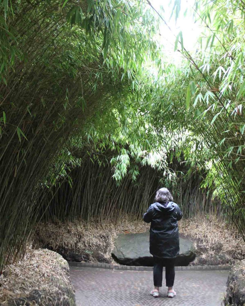 the-alnwick-gardens-bamboo-maze