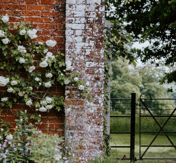 garden-wall-rambling-rose-good-fronds