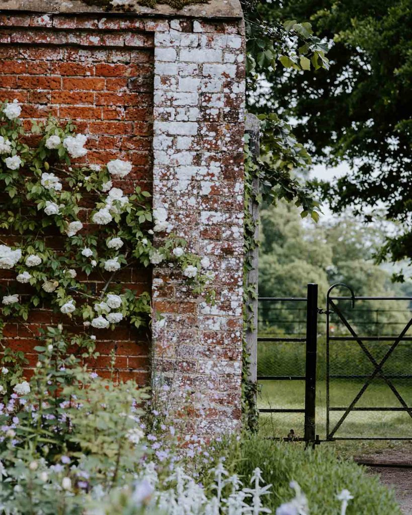 garden-wall-rambling-rose-good-fronds