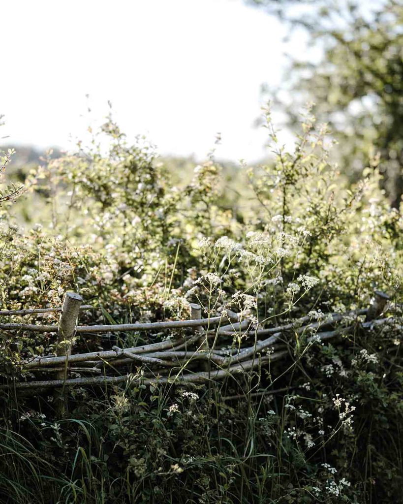 hedgerow national trust 