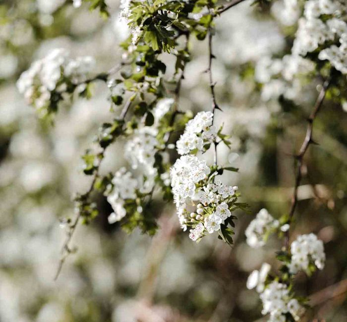 hedgerow-wildlife-garden-good-fronds