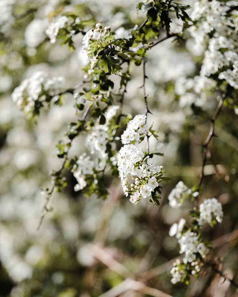 hedgerow-wildlife-garden-good-fronds