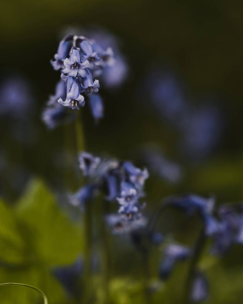 bluebell-nature