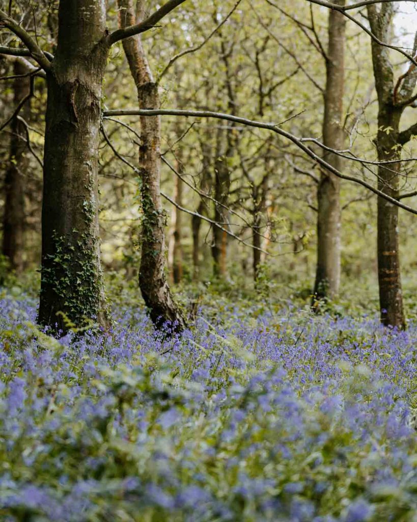 nature-yoga-bluebells-good fornds
