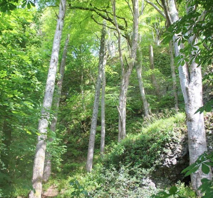 plant-a-tree-national-trust-good-fronds