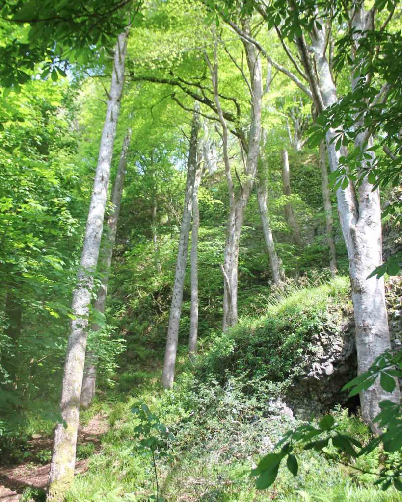 plant-a-tree-national-trust-good-fronds