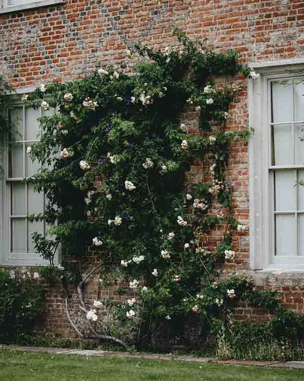 wildlife garden-roses-good fornds