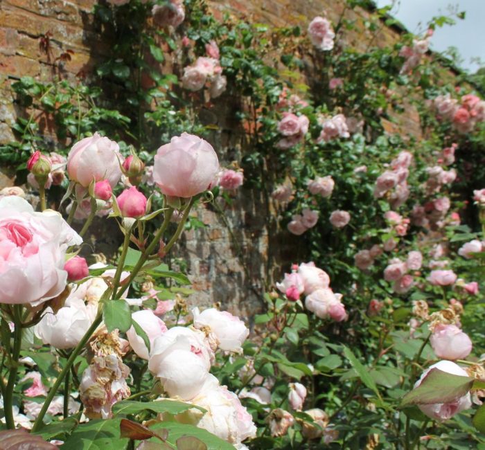 Good-Fronds-sustainable-living-blog-ginnel garden RHS