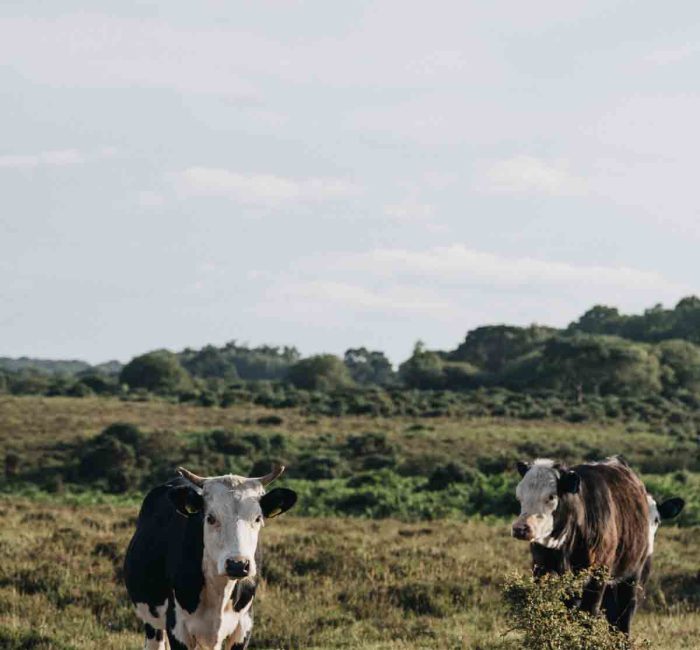 food-system-nature-positive