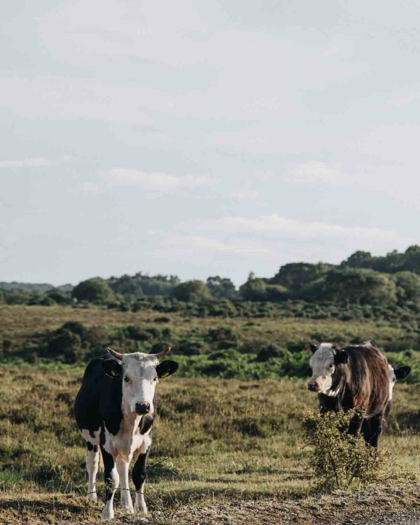 food-system-nature-positive