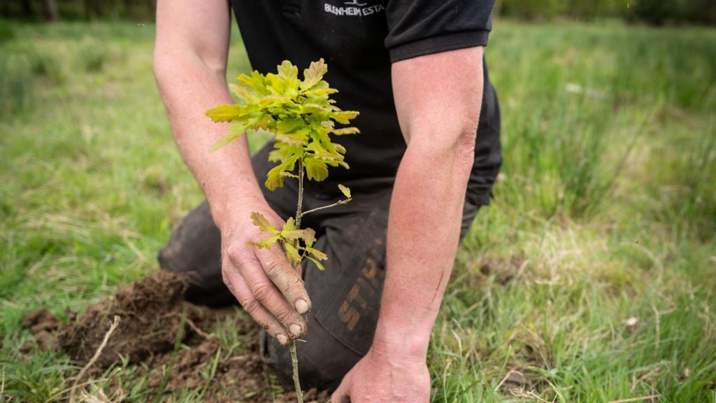 Blenheim Palace and Estate- Good Fronds- Sustainable