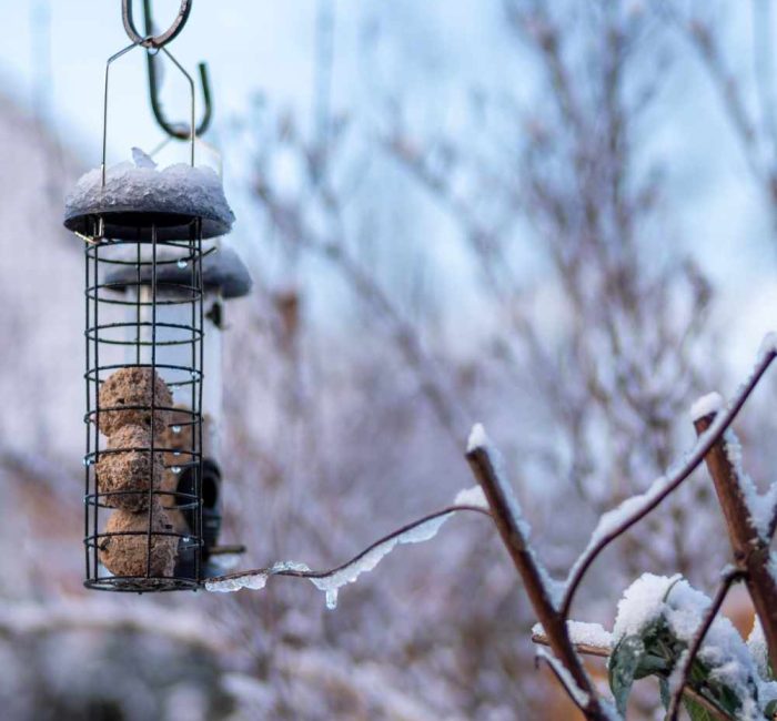 wildlife-garden-winter-birds-good-fronds