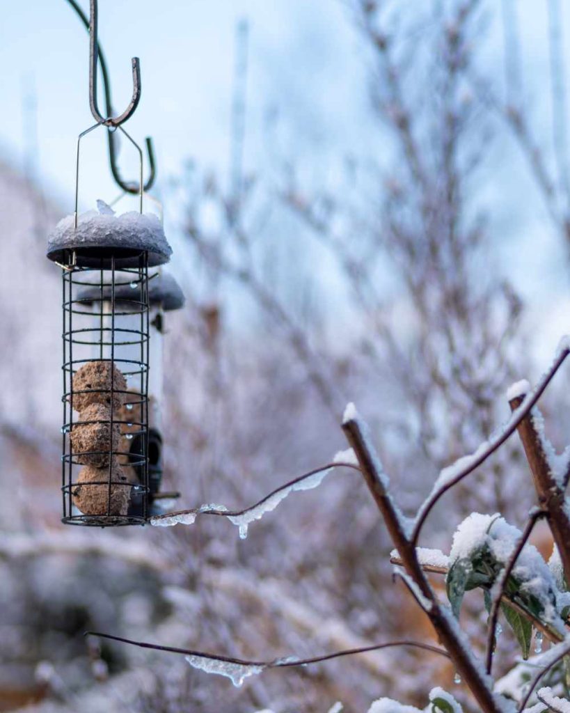 wildlife-garden-winter-birds-good-fronds