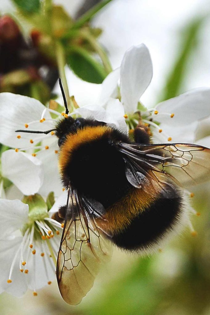 Bumblebees-Good Fronds Blog- Bumbles on Blooms