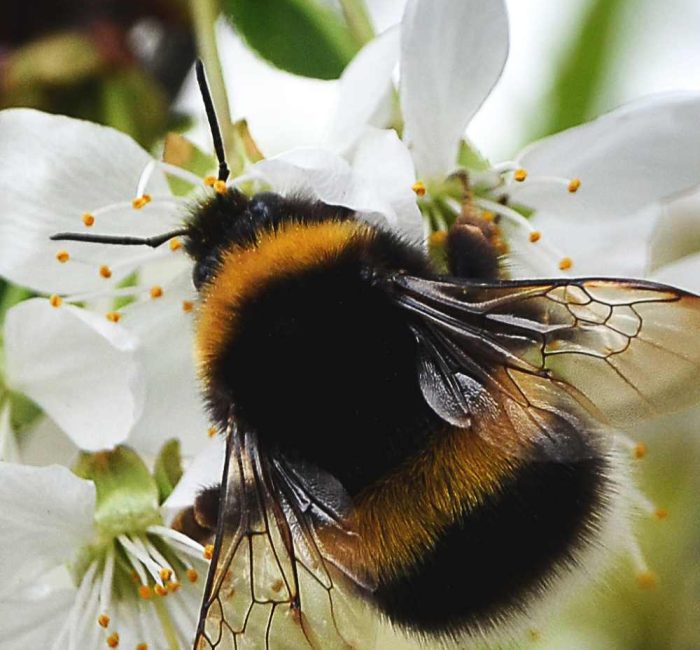 Bumbles on Blooms