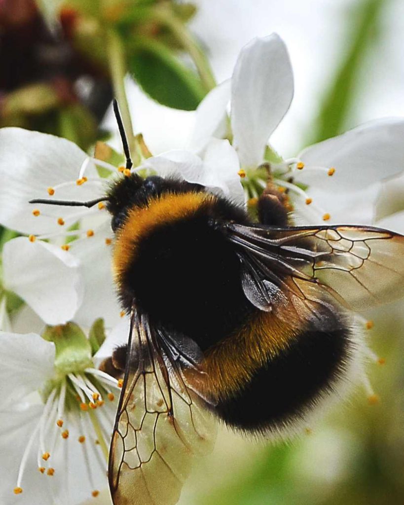 Bumbles on Blooms