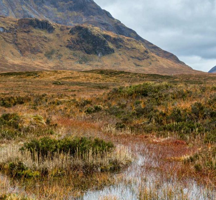 Peat-free-compost-gardeneing-sustainable-living-Good-Fronds-Blog