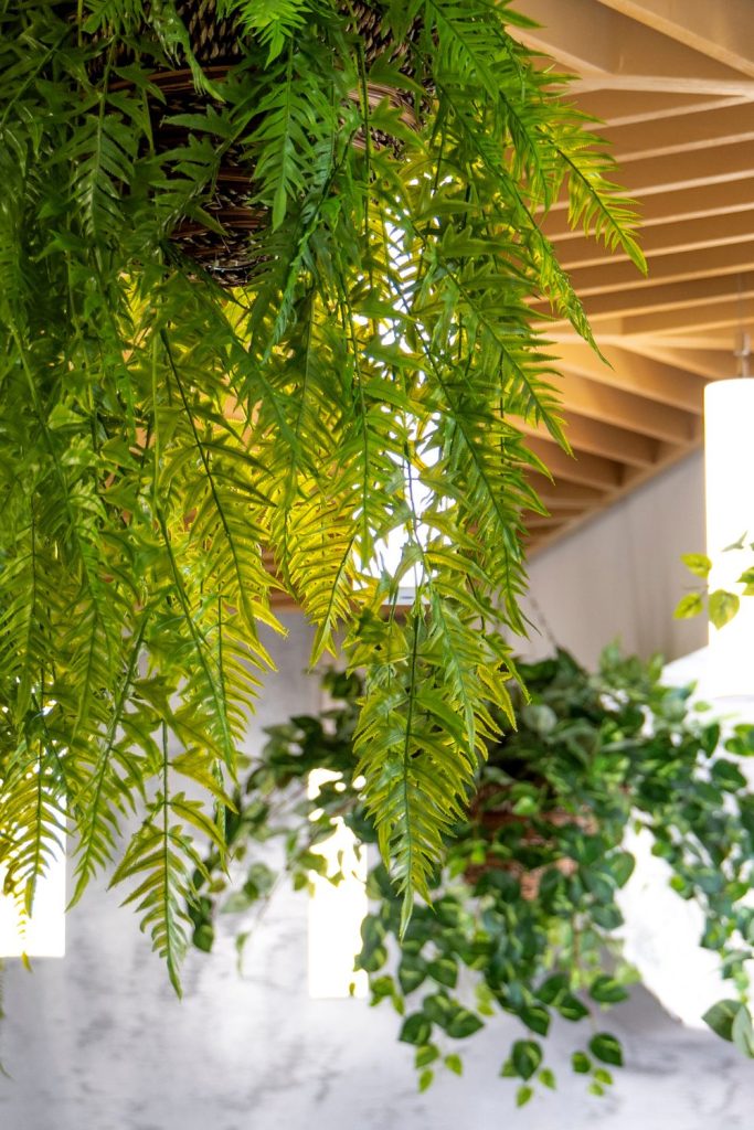 Biophilic Design-Good Fronds Blog (2)