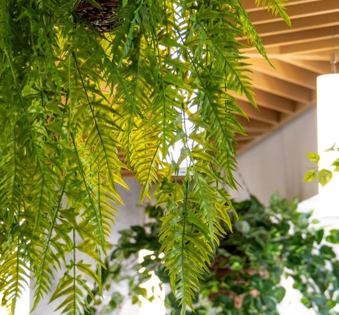 Biophilic Design-Good Fronds Blog (2)