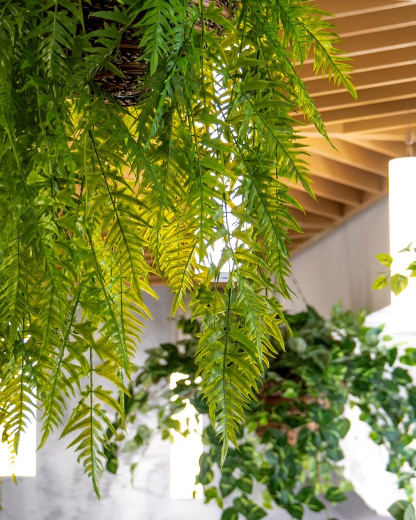 Biophilic Design-Good Fronds Blog (2)