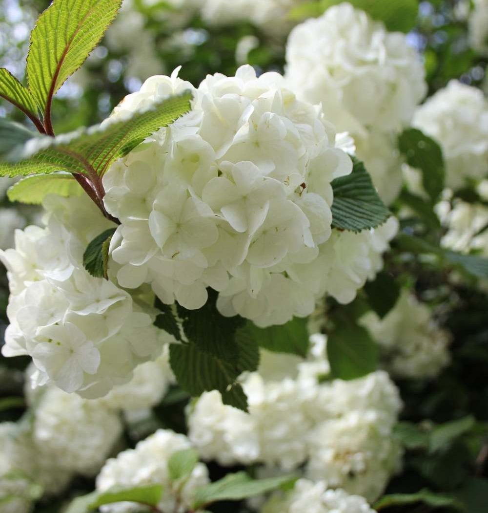 sustainable living blog - gardening RHS Chelsea Flower Show