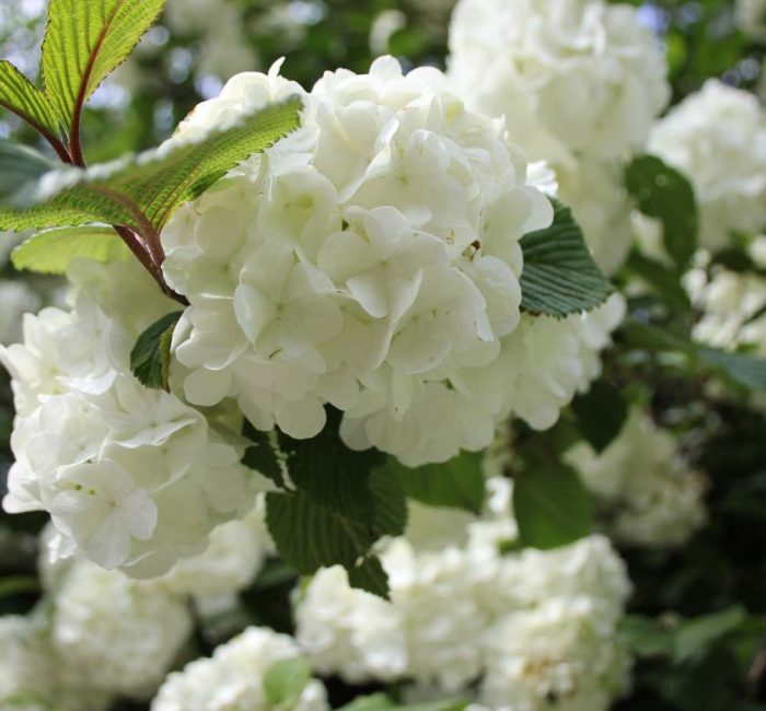 sustainable gardening RHS Chelsea Flower Show