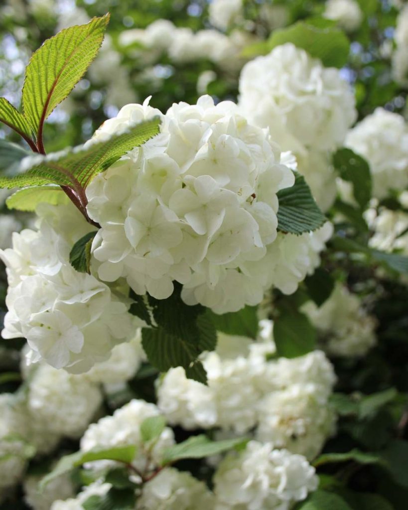 sustainable gardening RHS Chelsea Flower Show