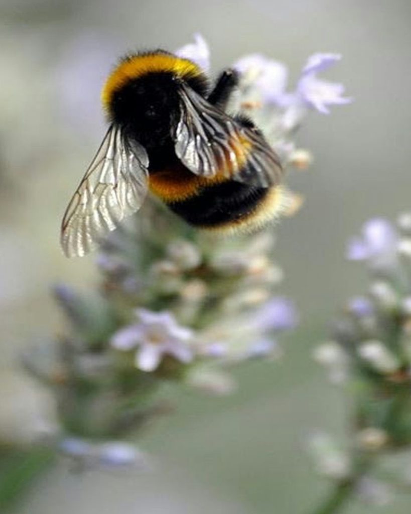 World Bee Day- Good Fronds Blog