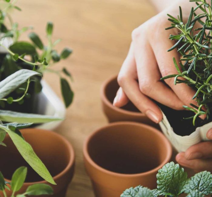 Discover How Indoor Plants Can Support Mindfulness - Good Fronds Blog (2)