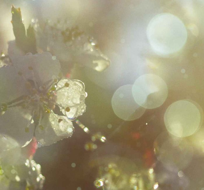Natural Pollen Allergy Cures - Good Fronds Blog (3)