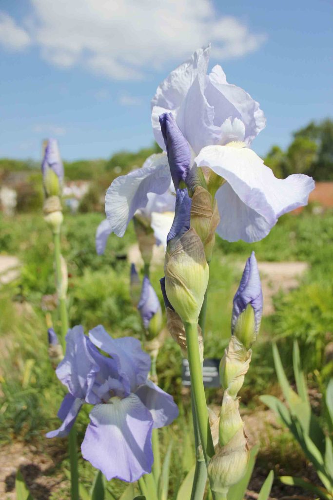 RHS-Bridgewater-Gardens---