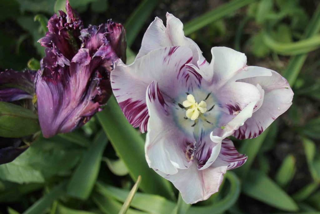 RHS-Bridgewater-Gardens